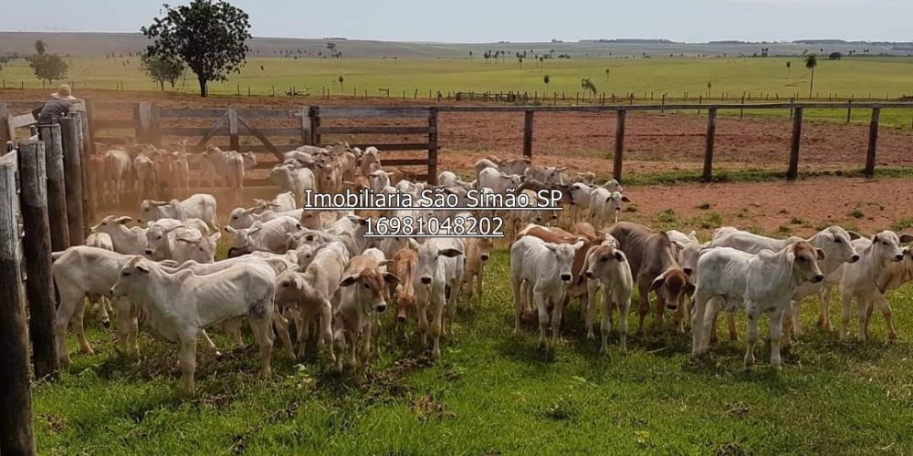 WhatsApp Image 2024-07-09 at 14.44.25 (1)