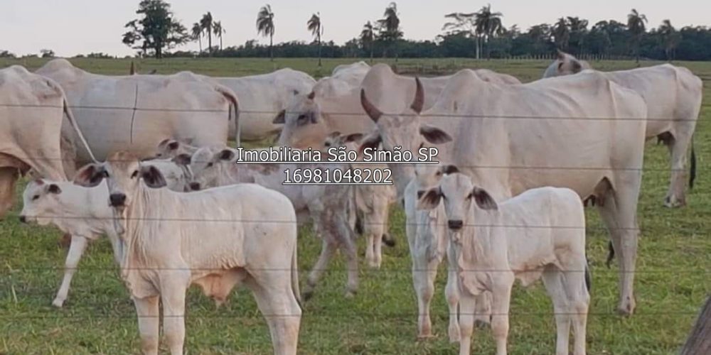 WhatsApp Image 2024-07-09 at 14.44.25 (2)