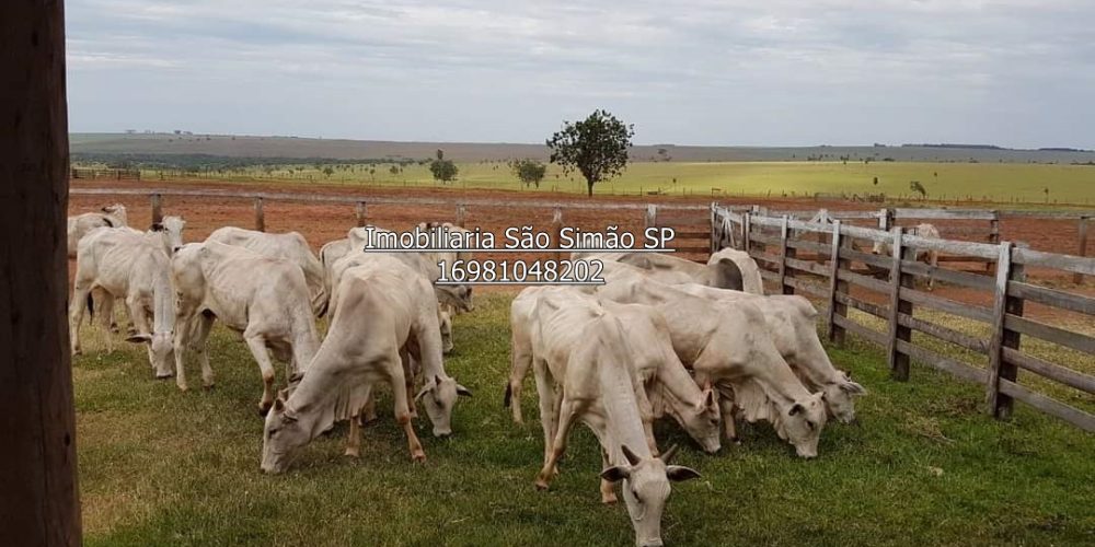 WhatsApp Image 2024-07-09 at 14.44.29 (1)