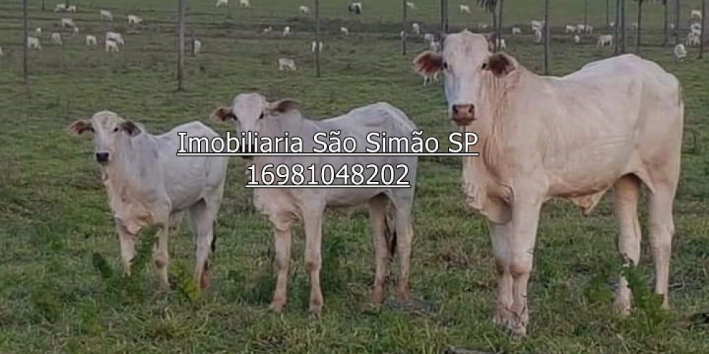 WhatsApp Image 2024-07-09 at 14.44.30 (1)