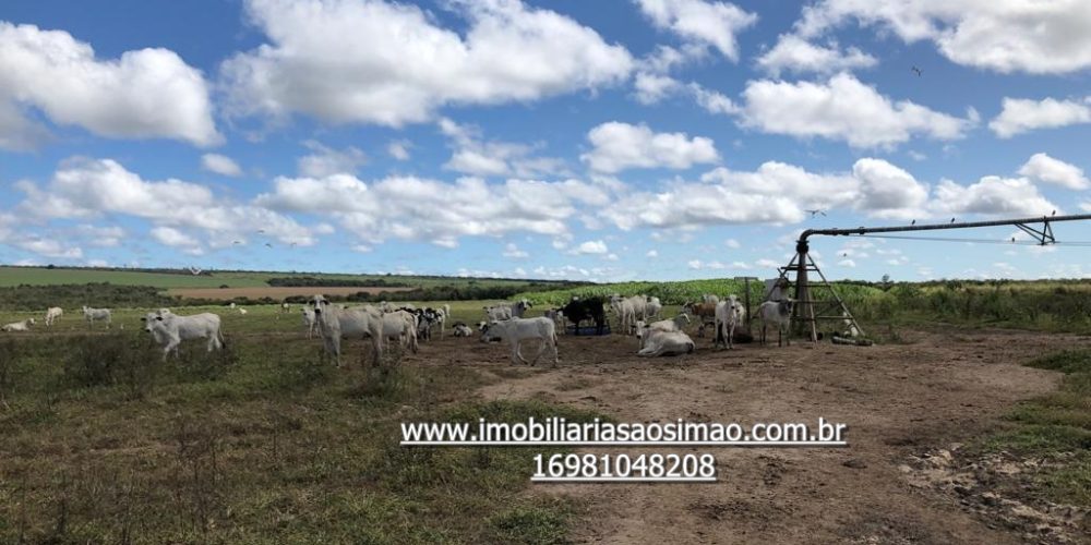 WhatsApp Image 2024-08-13 at 14.51.23