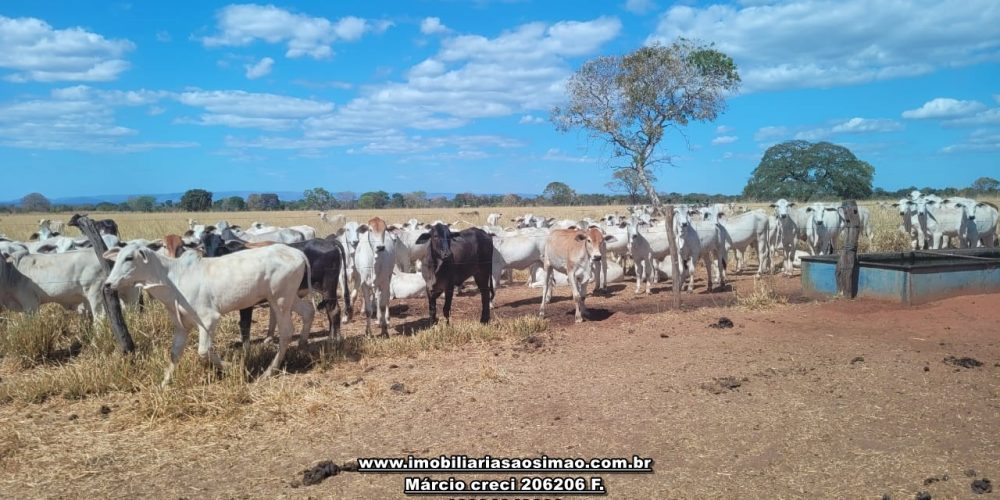 WhatsApp Image 2024-10-18 at 16.48.16