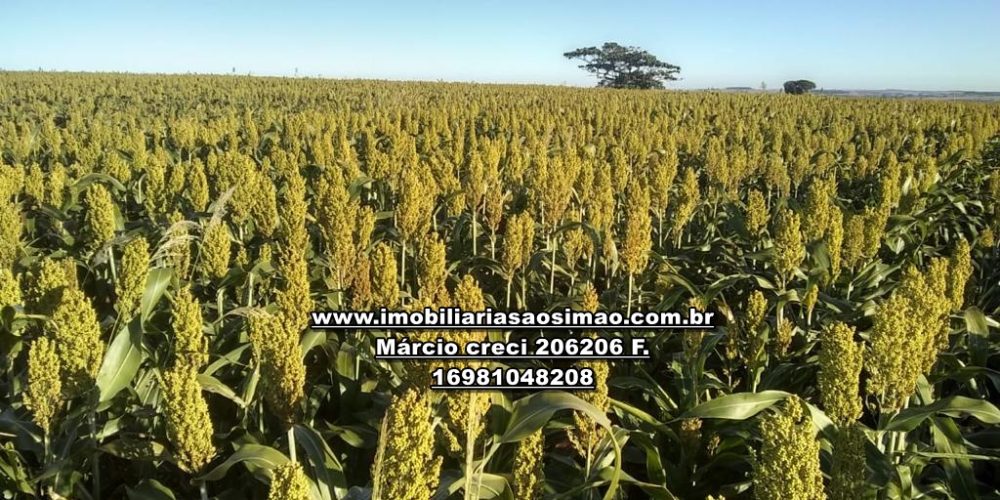 WhatsApp Image 2024-10-29 at 20.55.05