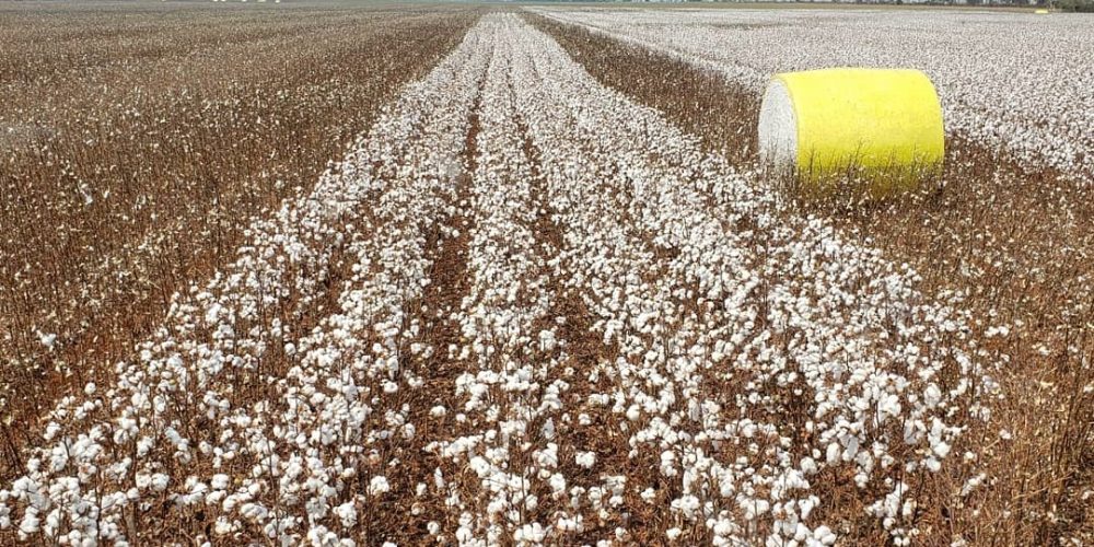 WhatsApp Image 2025-06-01 at 13.21.19 (1)