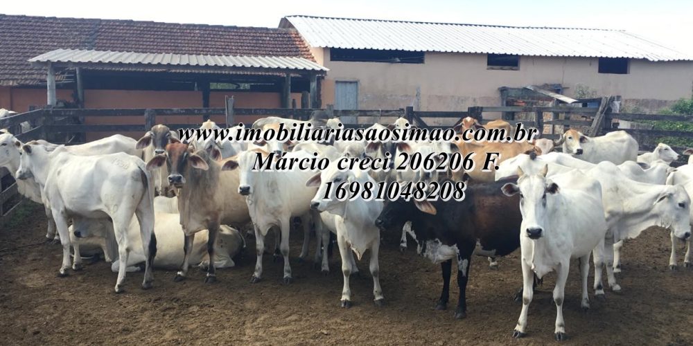 WhatsApp Image 2025-08-08 at 08.24.06 (1)