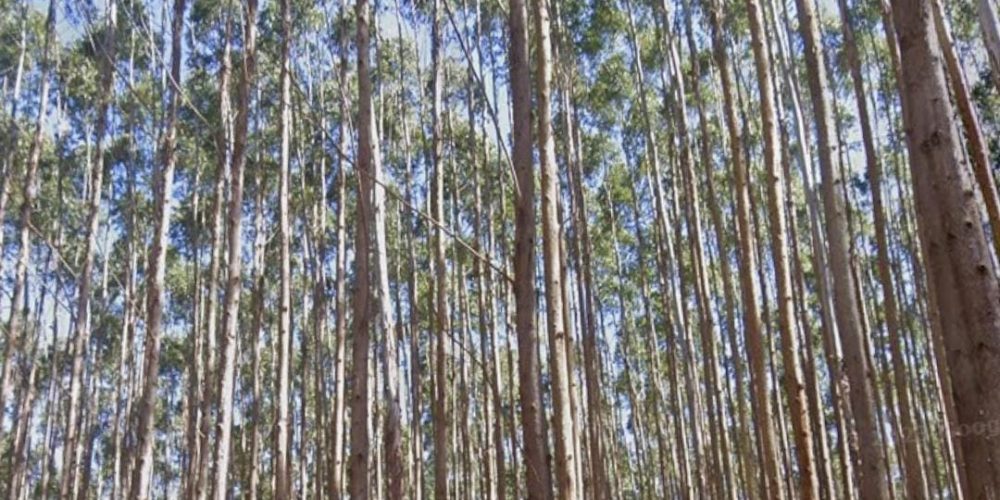 WhatsApp Image 2025-08-08 at 08.29.07